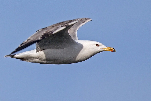 čajka bielohlavá  Larus cf. cachinnans