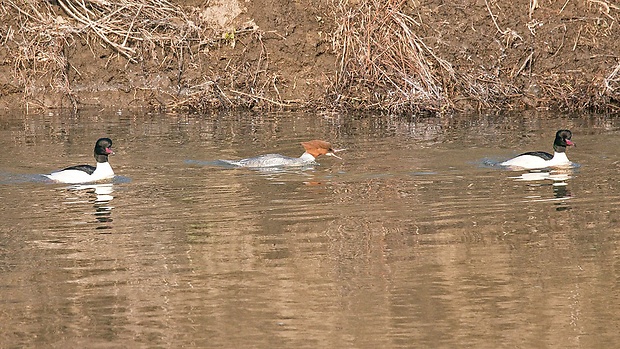 potápač veľký  Mergus merganser