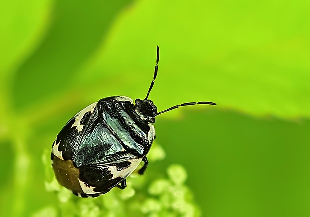 bzdocha Tritomegas bicolor