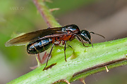 mravec drevokazný