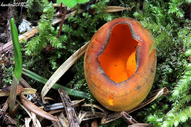 pohárovka ohnivá Caloscypha fulgens (Pers.) Boud.