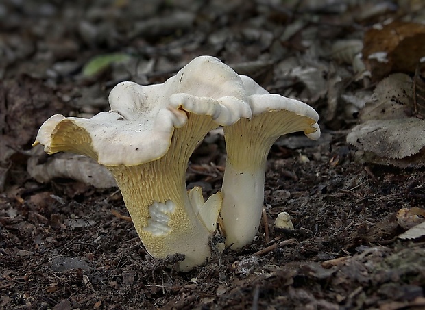 kuriatko bledé Cantharellus pallens Pilát