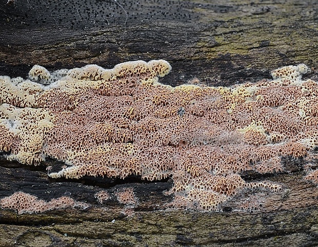 voskopórovka purpurová Ceriporia purpurea (Fr.) Donk