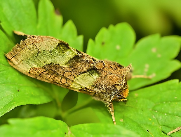 mora zlatistá Diachrysia chrysitis