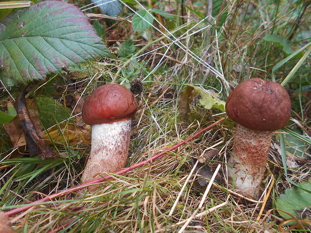 kozák dubový Leccinum aurantiacum (Bull.) Gray