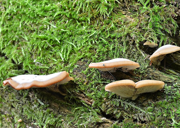 húževnatček medvedí Lentinellus ursinus (Fr.) Kühner