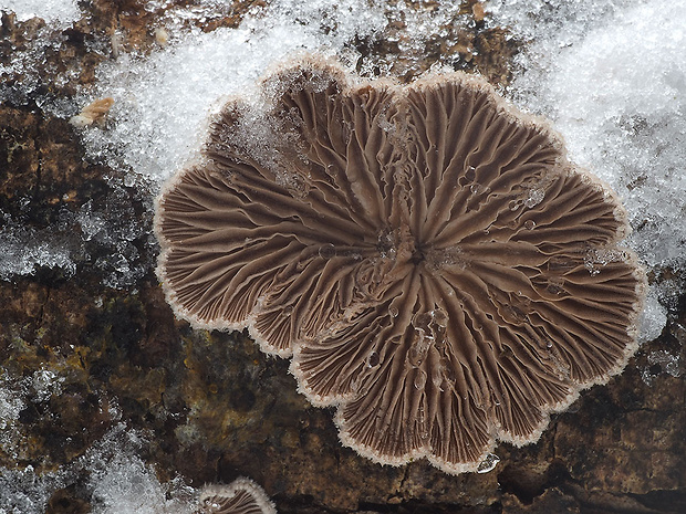 klanolupeňovka obyčajná Schizophyllum commune Fr.