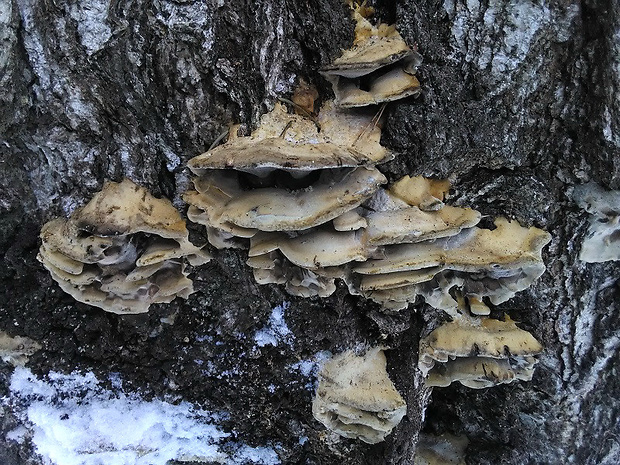 sivopórovka tmavá Bjerkandera adusta (Willd.) P. Karst.