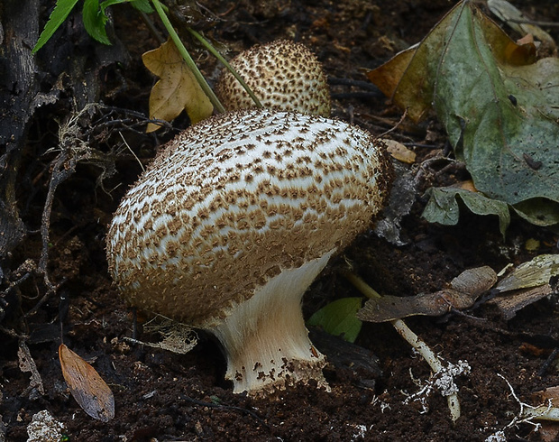 bedlička ostrošupinatá Echinoderma asperum (Pers.) Bon