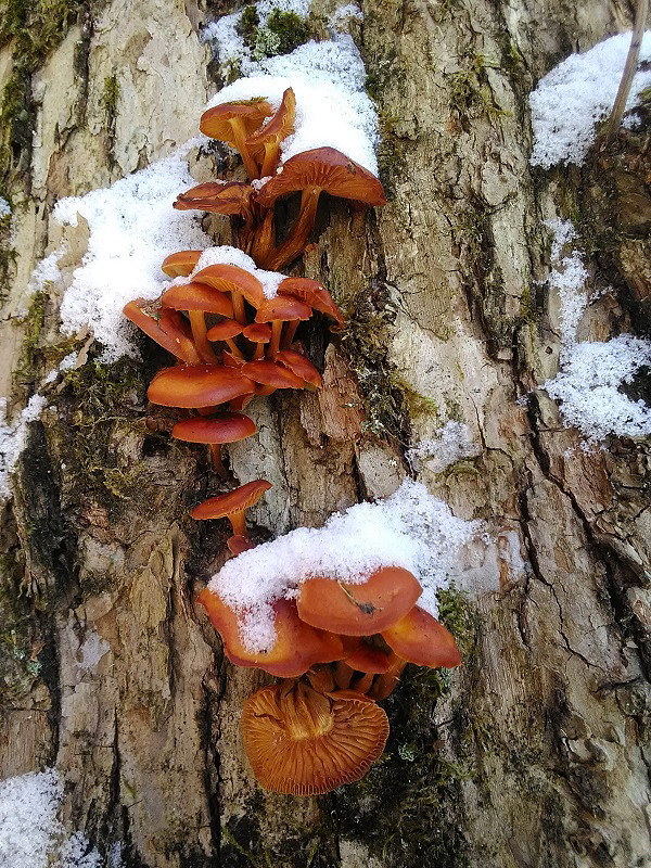 plamienka Flammulina sp.