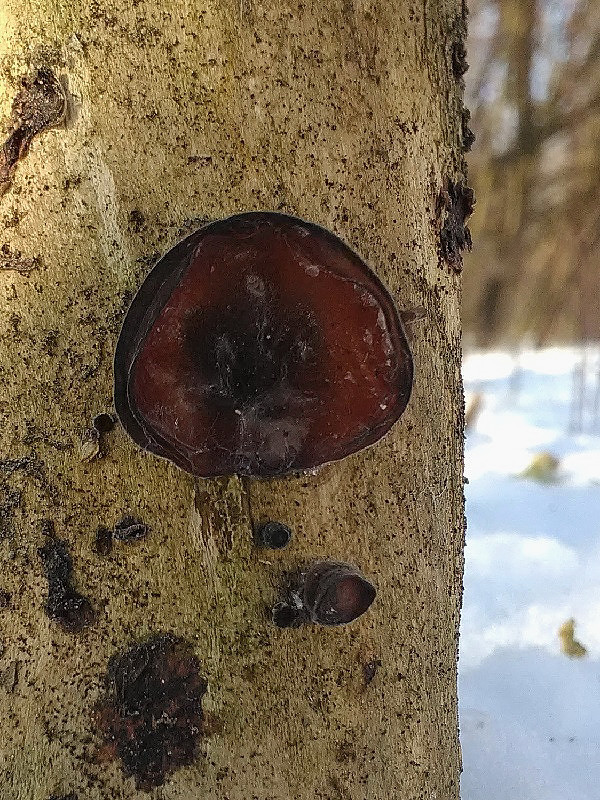 uchovec bazový Auricularia auricula-judae (Bull.) Quél.