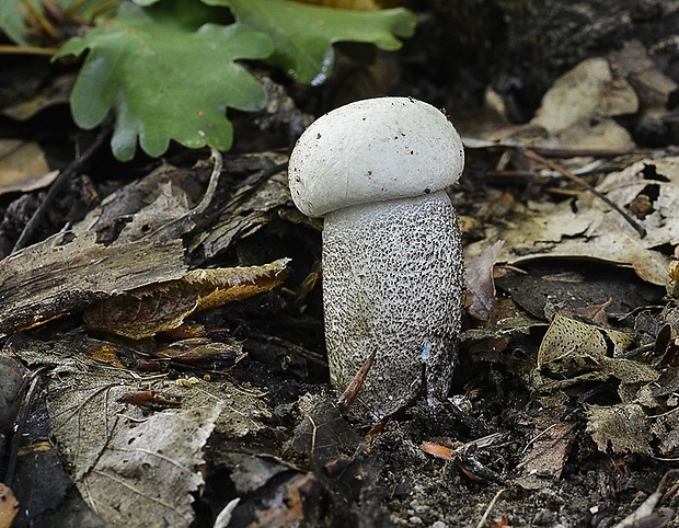 kozák topoľový Leccinum duriusculum (Schulzer ex Kalchbr.) Singer