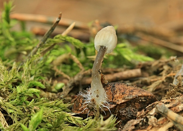 prilbička Mycena sp.