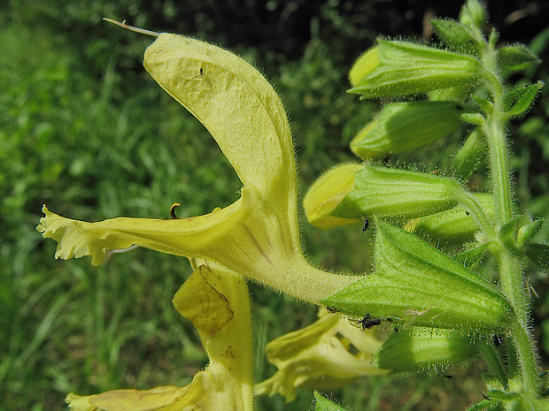 šalvia lepkavá Salvia glutinosa L.