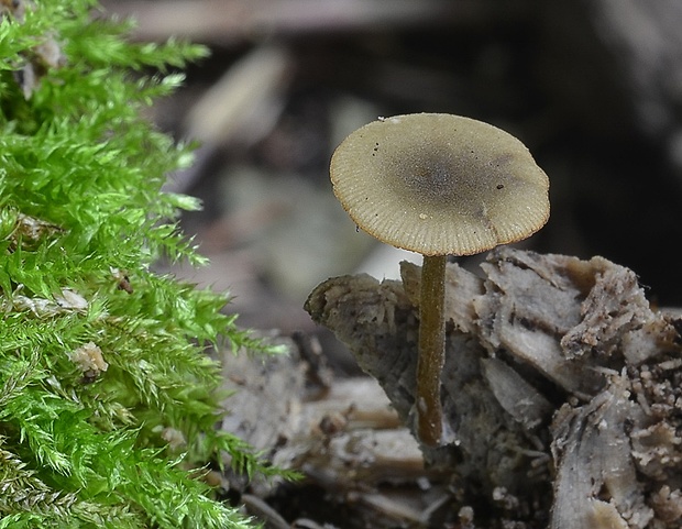 smeťovička hnedoolivová Simocybe centunculus (Fr.) P. Karst