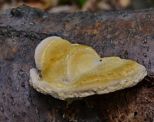 trúdnikovec chlpatý Trametes hirsuta (Wulfen) Lloyd