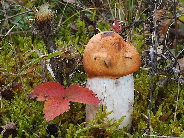 kozák osikový Leccinum albostipitatum den Bakker & Noordel.