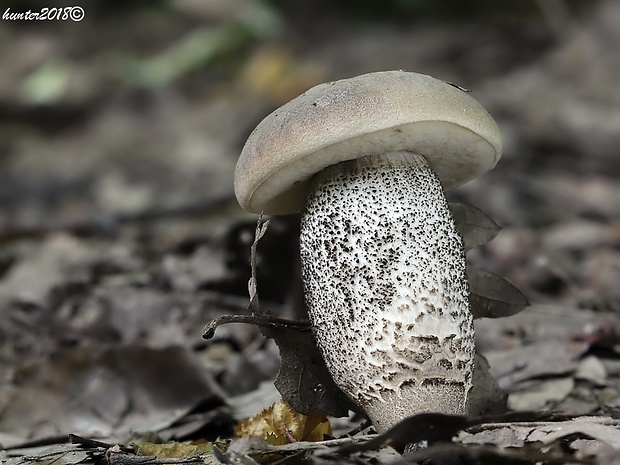 kozák topoľový Leccinum duriusculum (Schulzer ex Kalchbr.) Singer