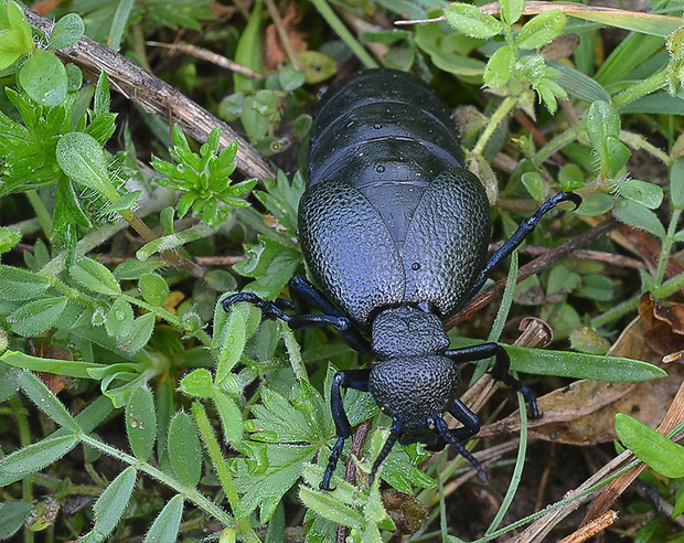 majka Meloe cicatricosus