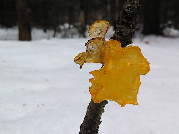 rôsolovka zlatožltá Tremella mesenterica Retz.