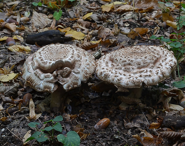 pečiarka trsovitá Agaricus bohusii Bon