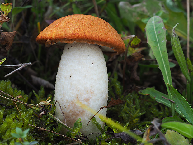 kozák osikový Leccinum albostipitatum den Bakker & Noordel.