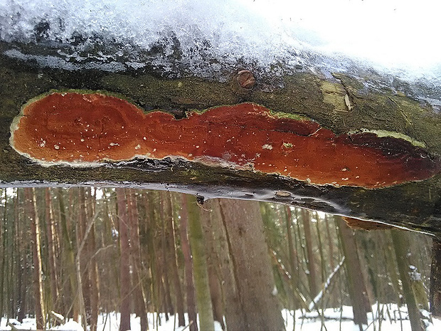 slizopórovka radová Meruliopsis taxicola (Pers.) Bondartsev