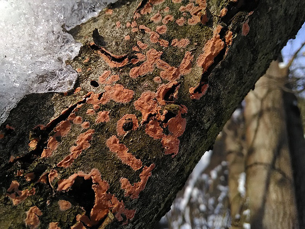 kornatka mäsovočervená Peniophora incarnata (Pers.) P. Karst.