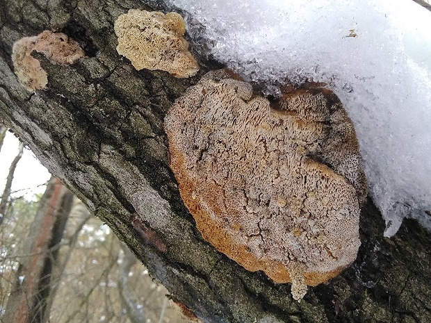 trúdnikovec srstnatý Trametes trogii Berk.