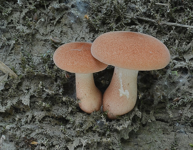 húževnatec pohárovitý Neolentinus schaefferi Redhead & Ginns