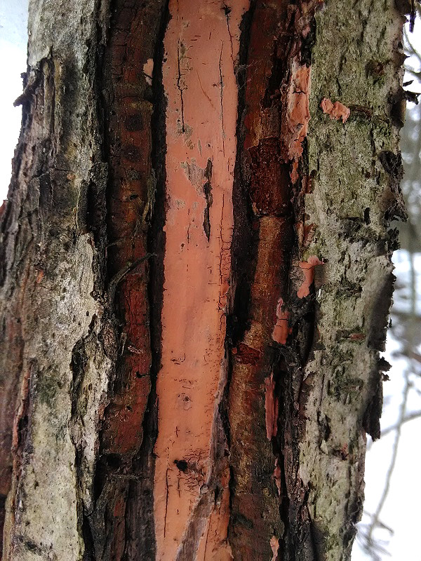 kornatka mäsovočervená Peniophora incarnata (Pers.) P. Karst.