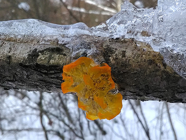 rôsolovka zlatožltá Tremella mesenterica Retz.