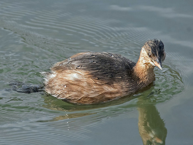 potápka malá   Tachybaptus ruficollis