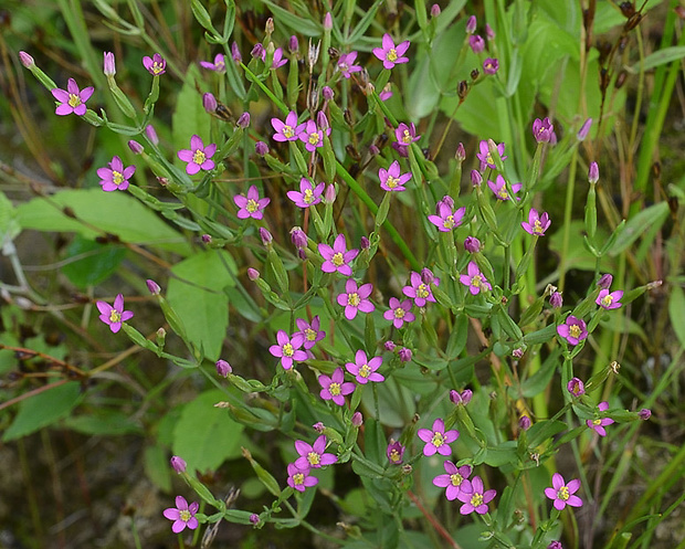 zemežlč spanilá Centaurium pulchellum (Sw.) Druce