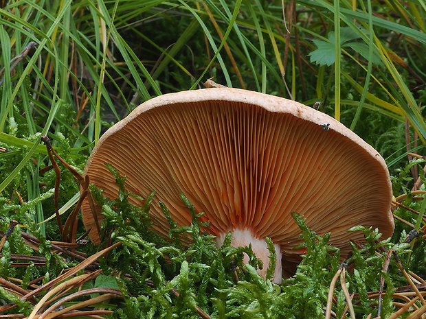 rýdzik pravý Lactarius deliciosus (L.) Gray