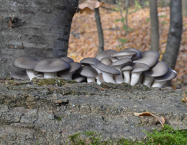 hliva ustricovitá Pleurotus ostreatus (Jacq.) P. Kumm.