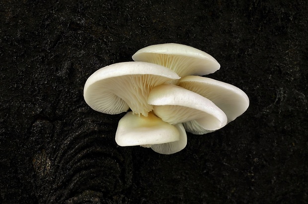 hliva Pleurotus sp.