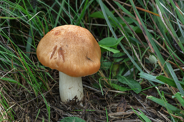 lúčnica statná Cuphophyllus pratensis (Fr.) Bon