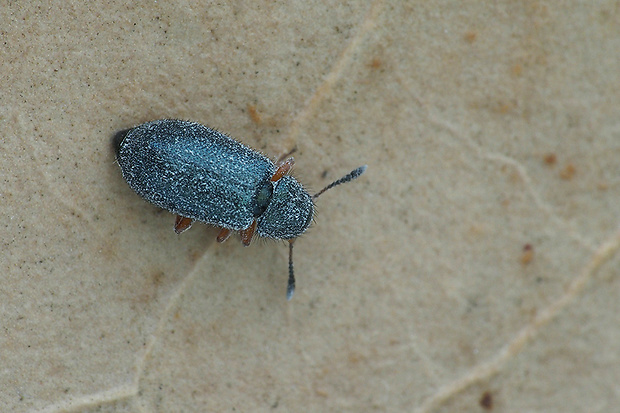 Necrobia rufipes Cleridae