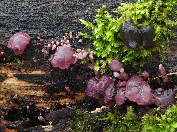 vrtidlovka mäsitá Ascocoryne sarcoides (Jacq.) J.W. Groves & D.E. Wilson