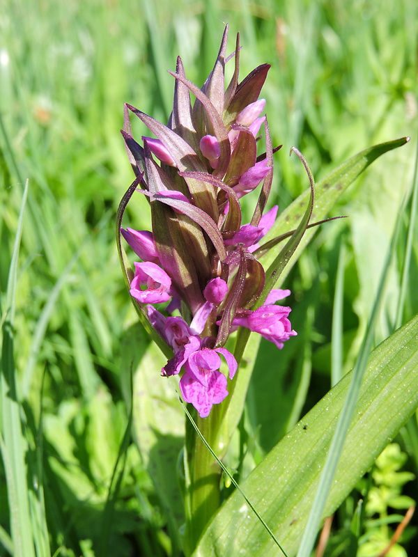 vstavačovec Dactylorhiza aschersoniana