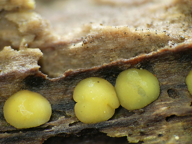 čiašočka Hymenoscyphus monticola (Berk.) Baral