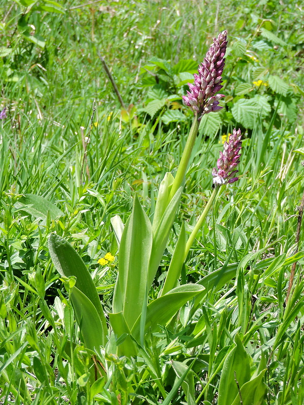 vstavač Orchis × hybrida (Lindl.) Boenn. ex Rchb.