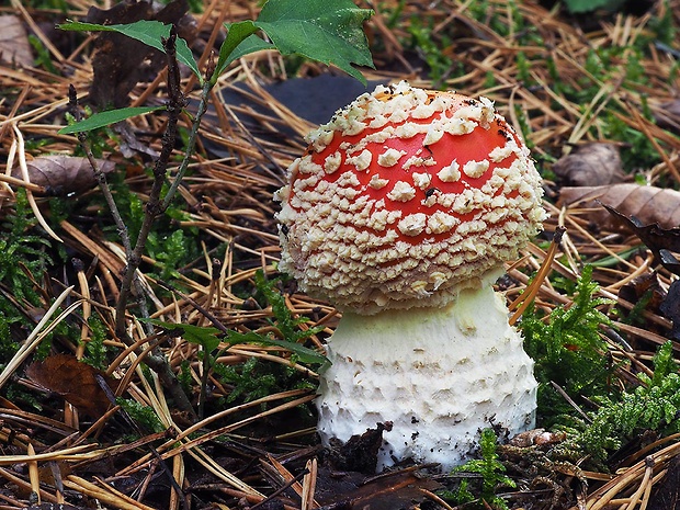 muchotrávka červená Amanita muscaria (L.) Lam.