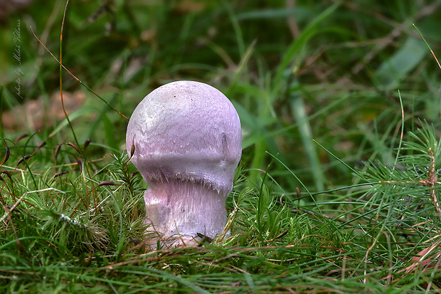 pavučinovec Cortinarius sp.