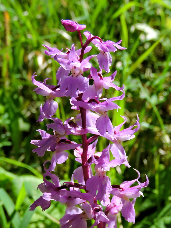 vstavač mužský poznačený Orchis mascula subsp. signifera (Vest) Soó