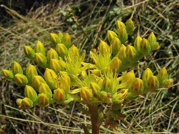 rozchodník skalný Sedum rupestre L.