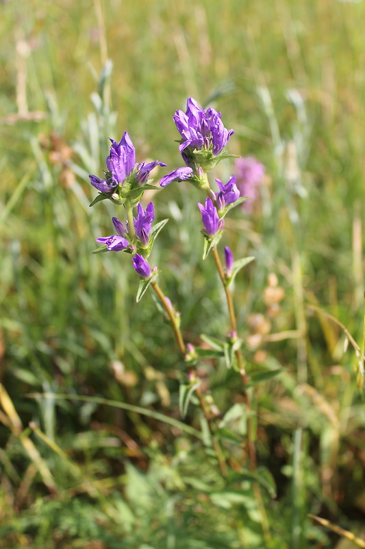 zvonček klbkatý Campanula glomerata agg. L.