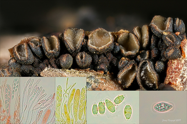 cenangium hrdzavé Cenangium ferruginosum Fuckel