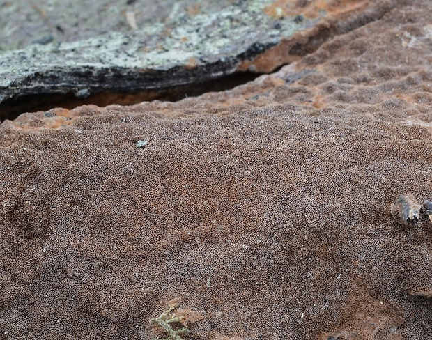 ohňovec hrdzavohnedý Fuscoporia ferruginosa (Schrad.) Murrill